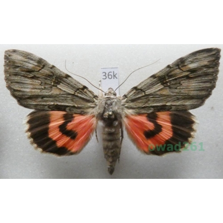 Catocala electa (Vieweg, 1790) male Czech36k